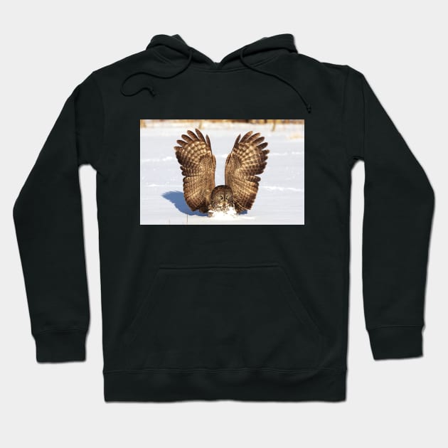 Caught - Great Grey Owl Hoodie by Jim Cumming